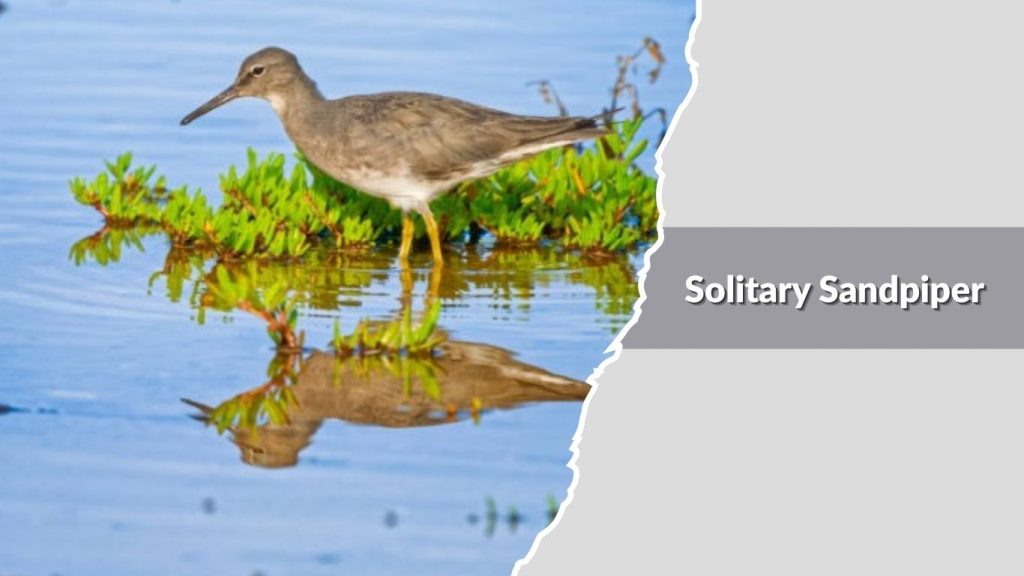Solitary Sandpiper