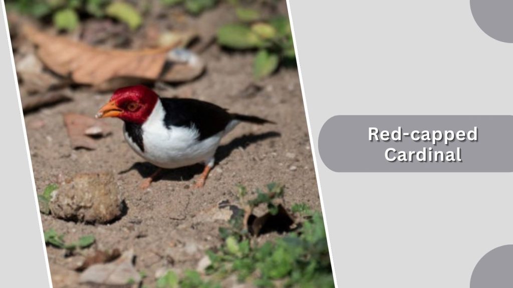 Red-capped Cardinal