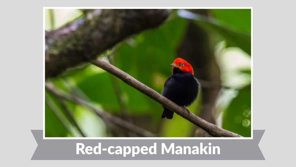 Red-capped Manakin