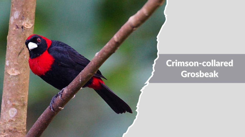 Crimson-collared Grosbeak