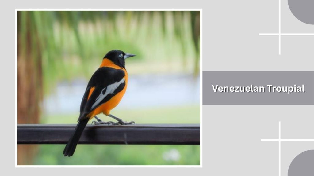 Venezuelan Troupial