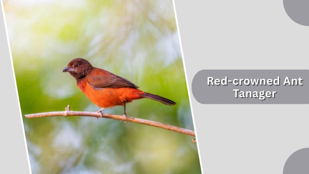 Red-crowned Ant Tanager