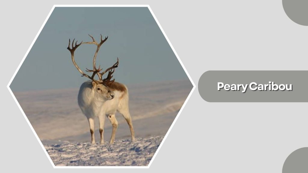 Peary Caribou