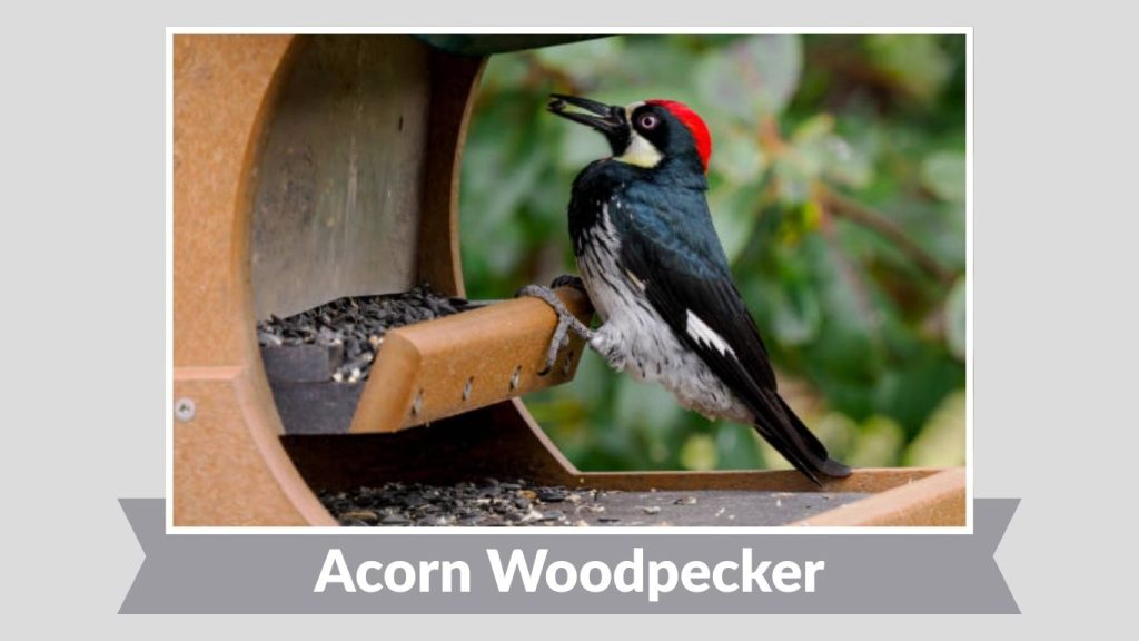  Acorn Woodpecker