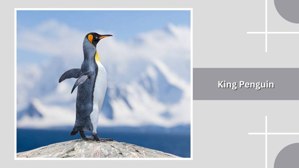 King Penguin