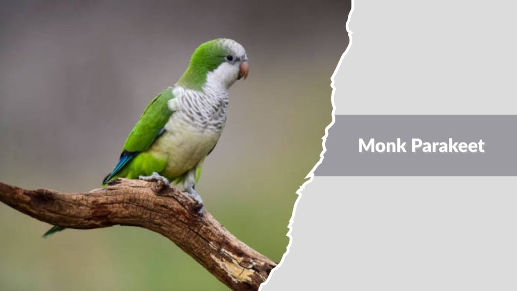 Monk Parakeet