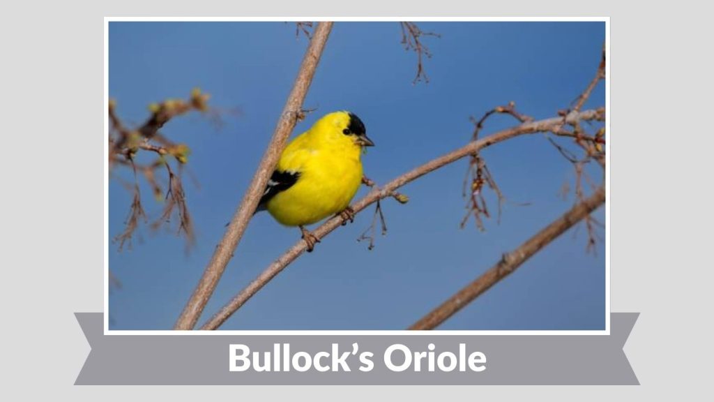 Bullock’s Oriole