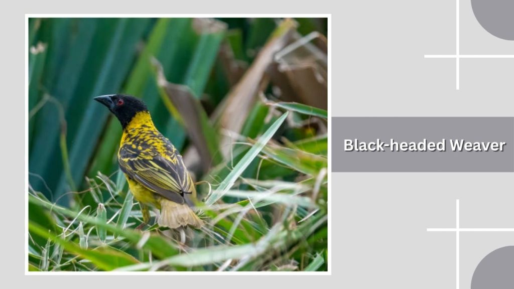 Black-headed Weaver