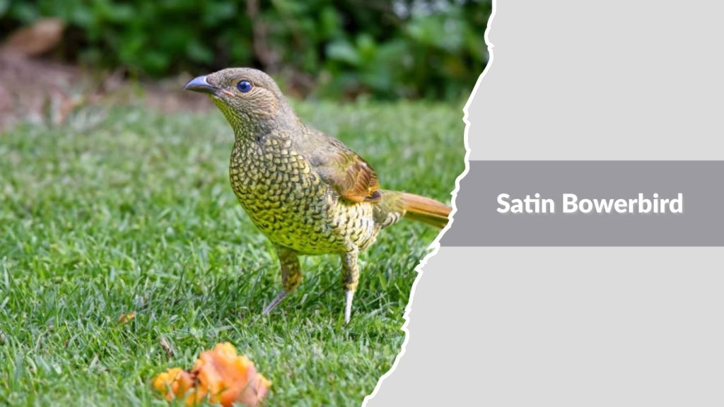 Satin Bowerbird