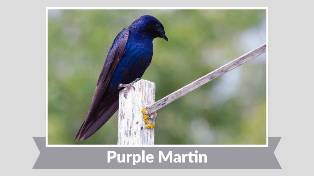 Purple Martin