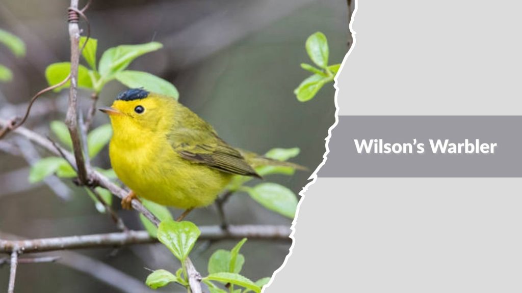 Wilson’s Warbler