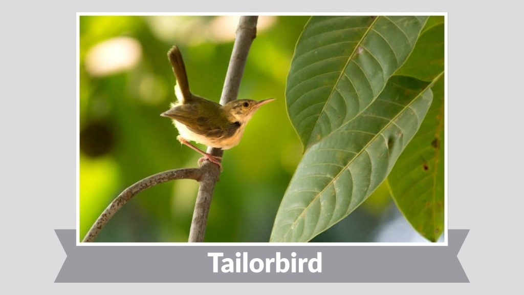 Tailorbird