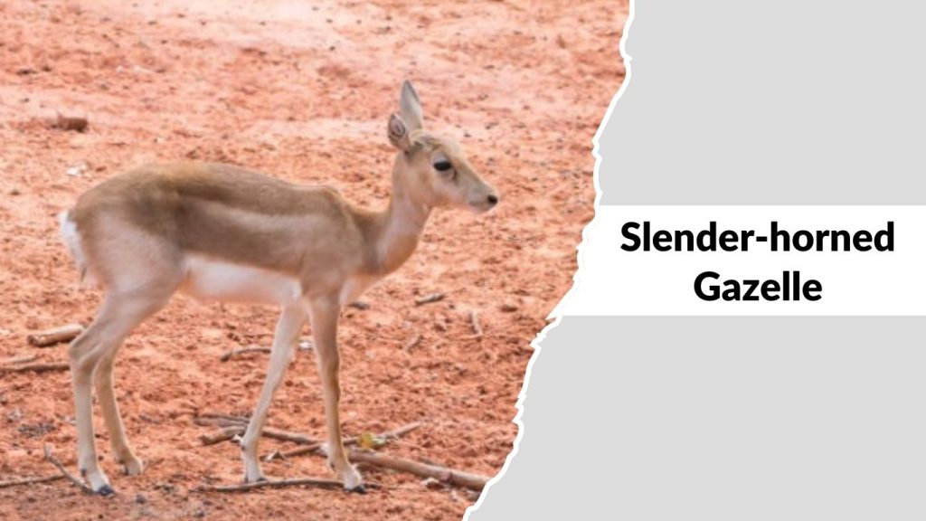 Slender-horned Gazelle