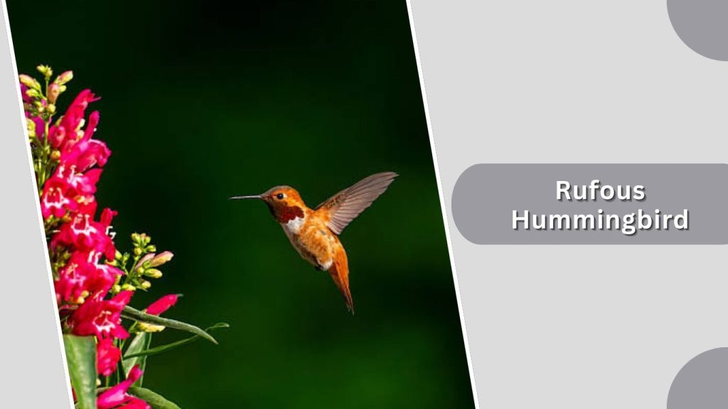 Rufous Hummingbird