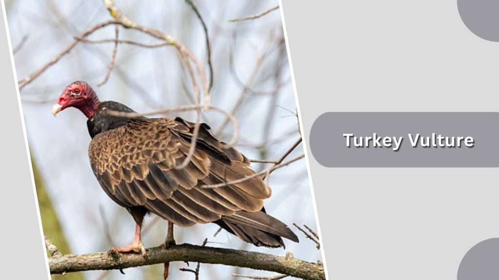 Turkey Vulture