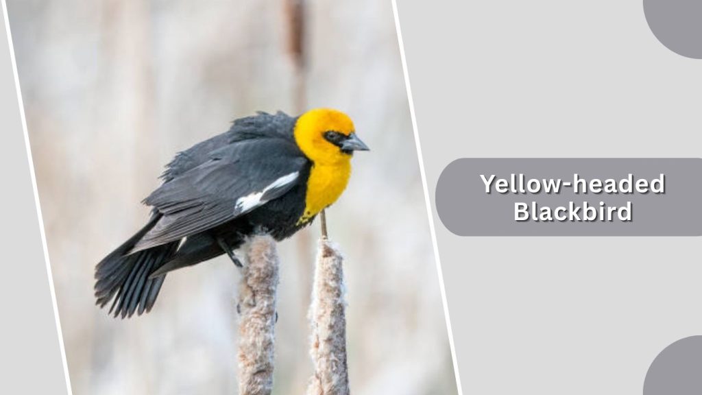 Yellow-headed Blackbird
