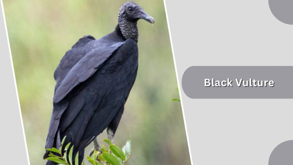 Black Vulture