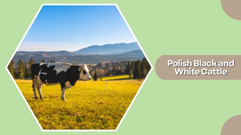 Polish Black and White Cattle
