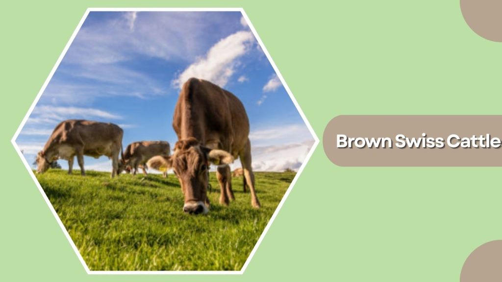 Brown Swiss Cattle