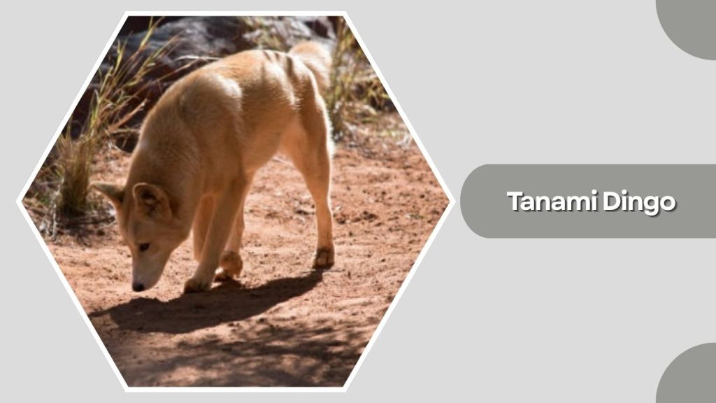 Tanami Dingo