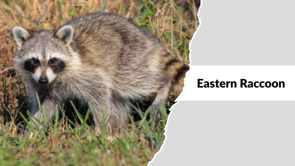 Eastern Raccoon (Procyon lotor lotor)