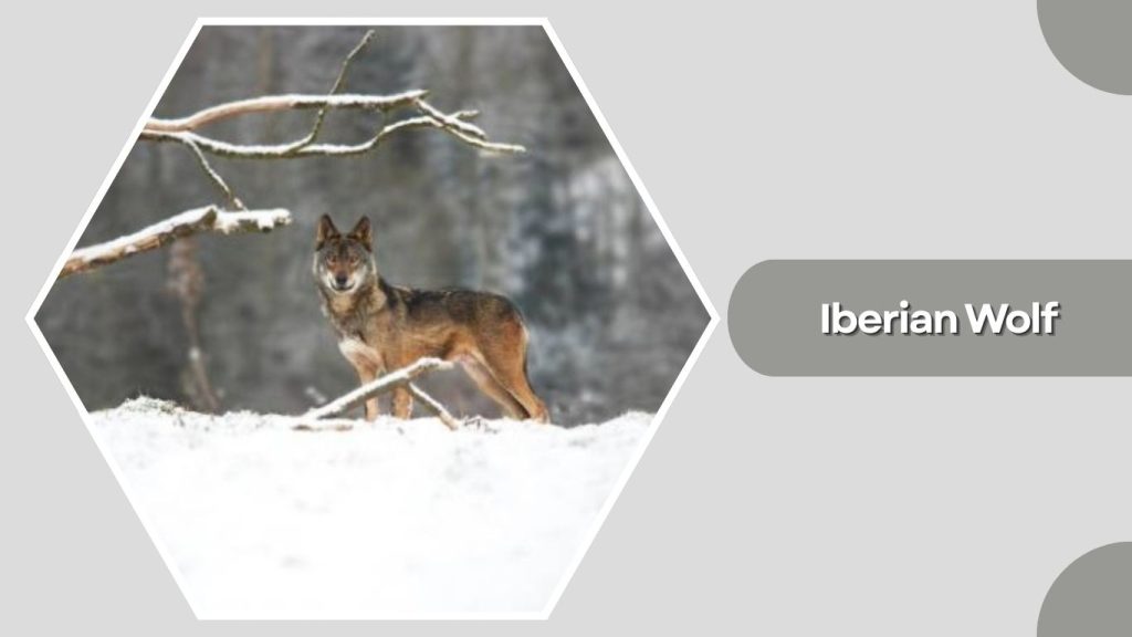 Iberian Wolf