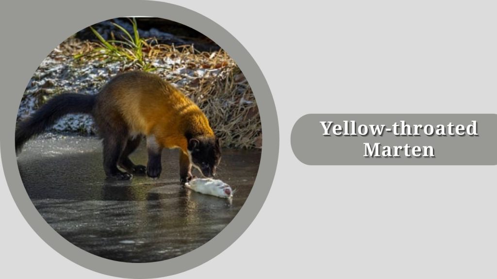 Yellow-throated Marten (Martes flavigula)