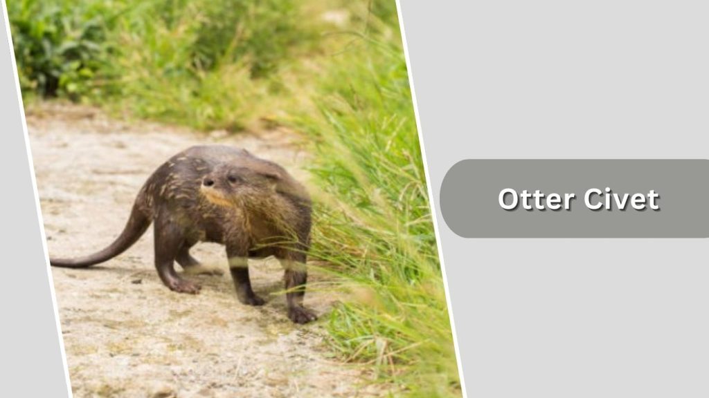 Otter Civet