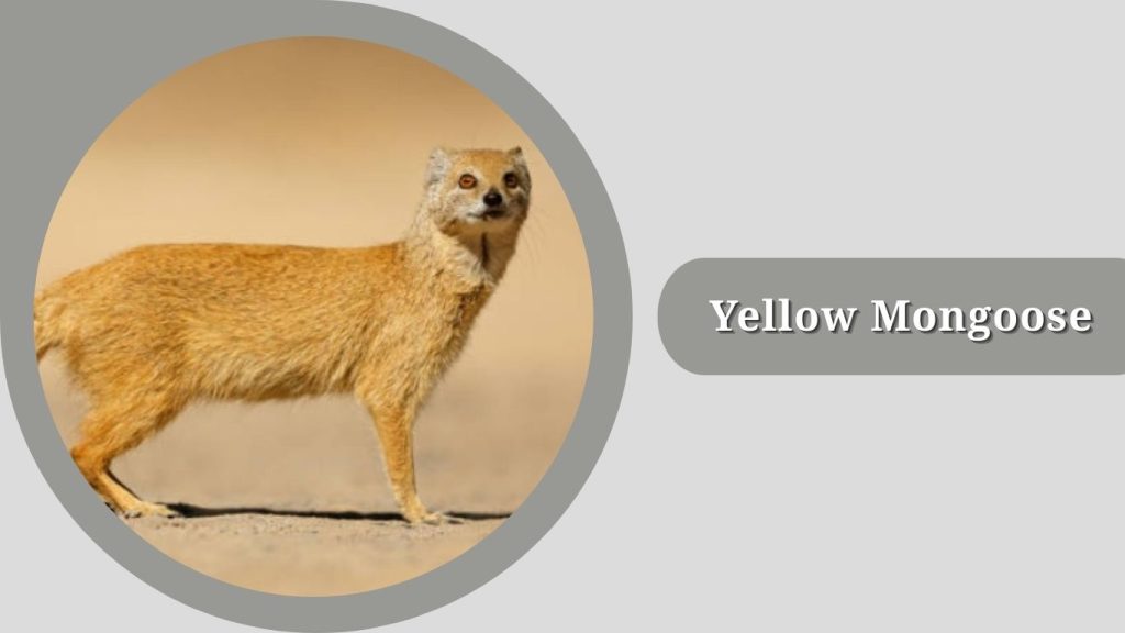 Yellow Mongoose 