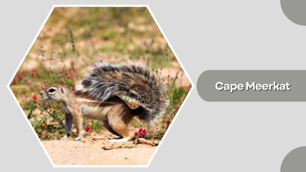 Cape Meerkat
