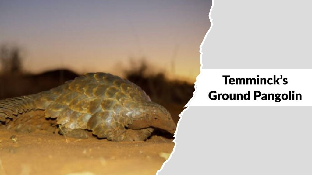 Temminck’s Ground Pangolin