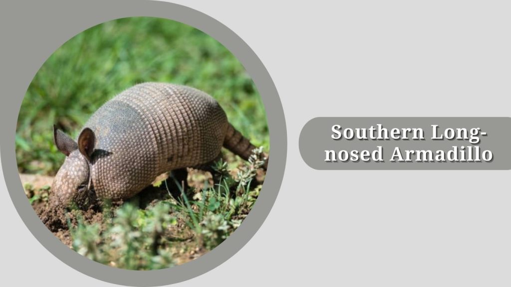 Southern Long-nosed Armadillo