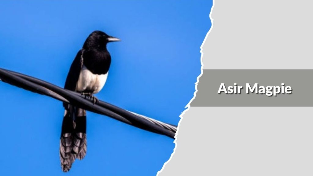 Asir Magpie