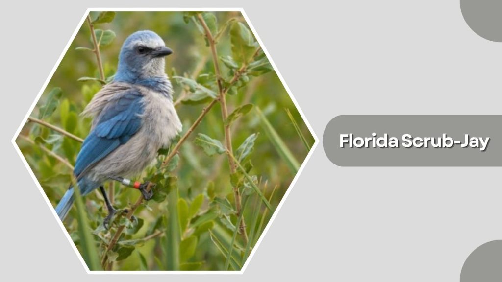 Florida Scrub-Jay