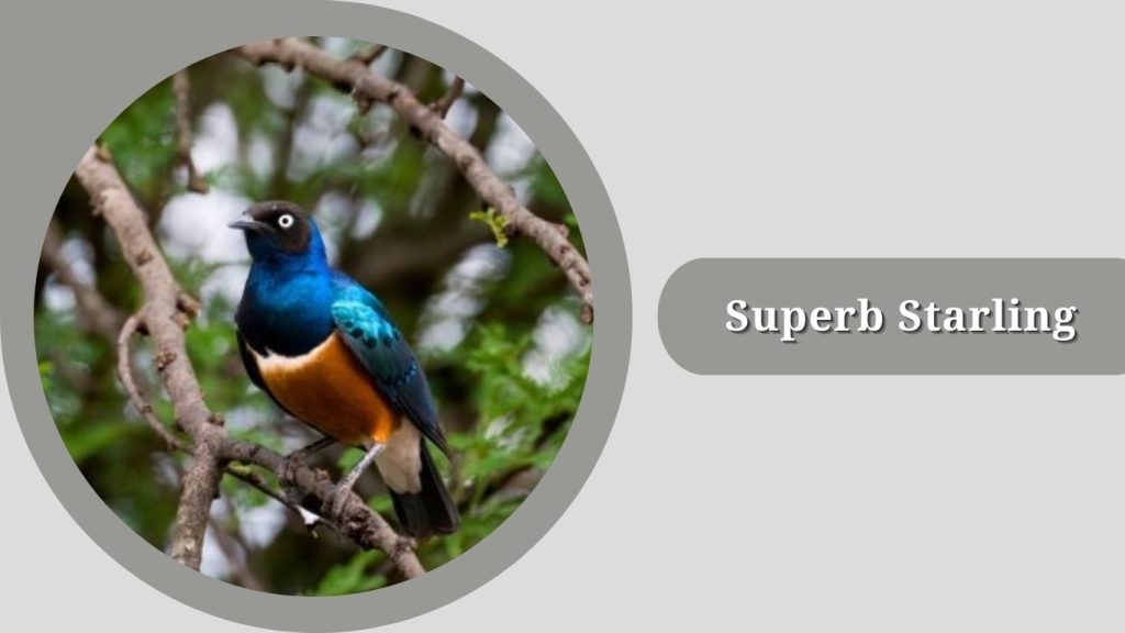 Superb Starling