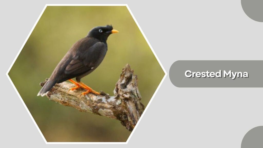 Crested Myna 