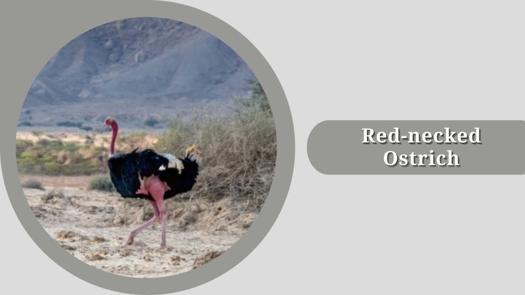 Red-necked Ostrich