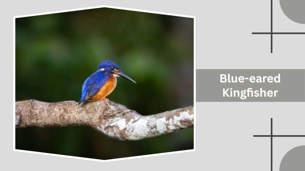 Blue-eared Kingfisher