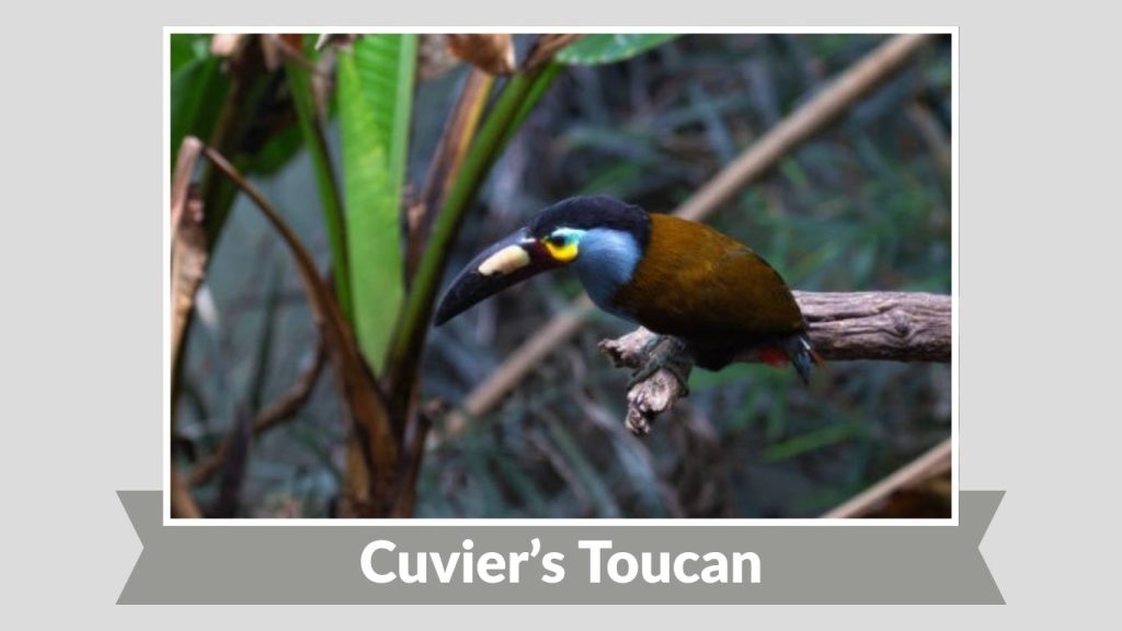 Cuvier’s Toucan