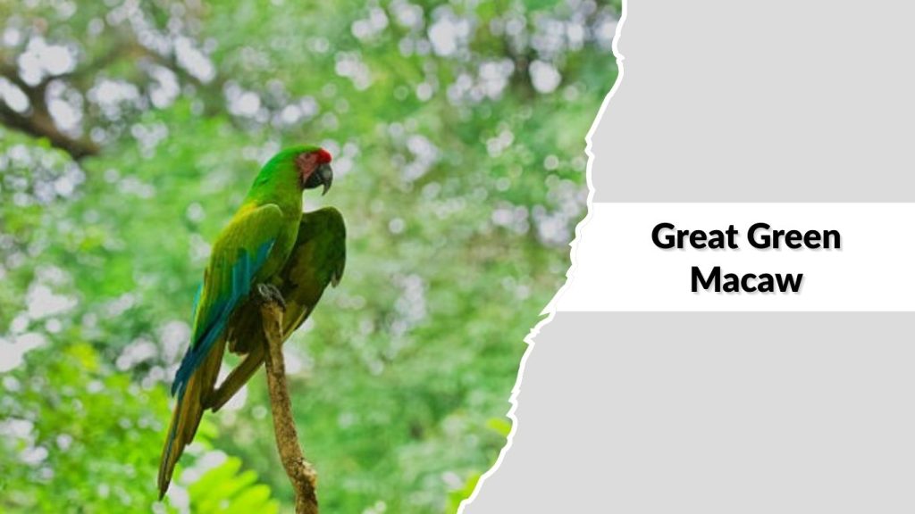 Great Green Macaw