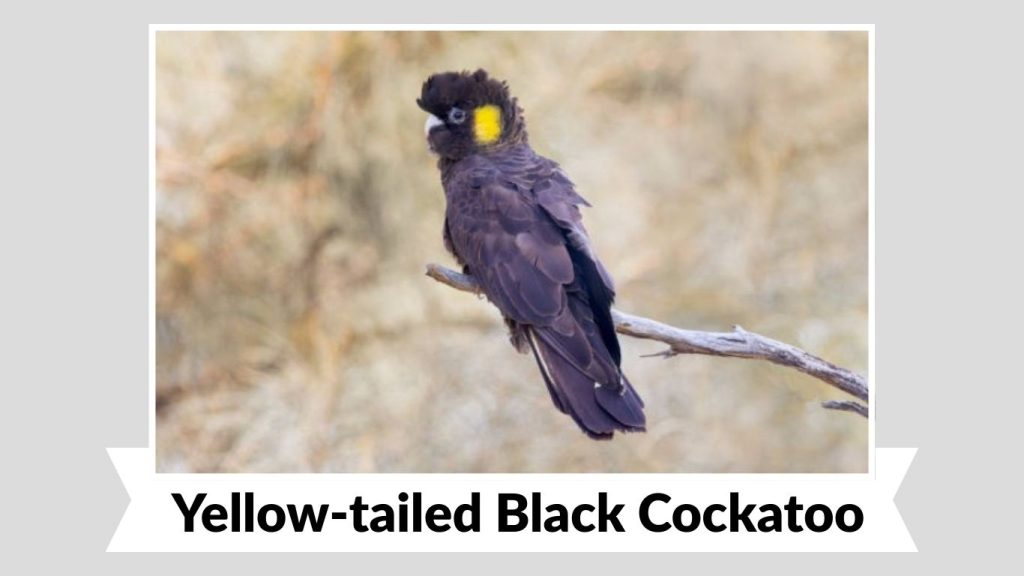 Yellow-tailed Black Cockatoo