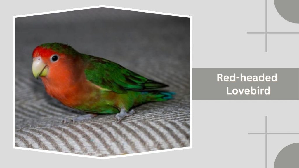Red-headed Lovebird