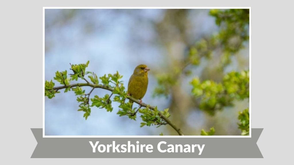 Yorkshire Canary