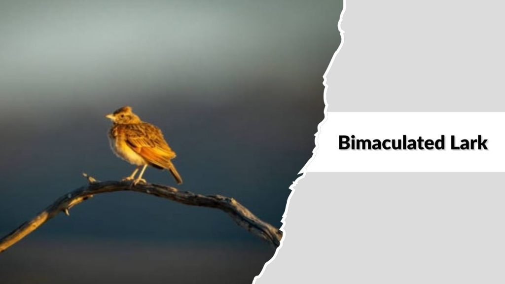 Bimaculated Lark