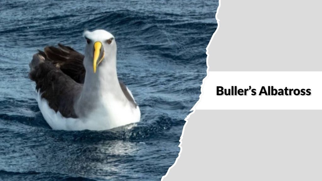 Buller’s Albatross