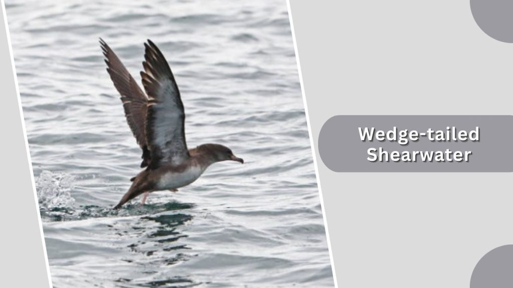 Wedge-tailed Shearwater