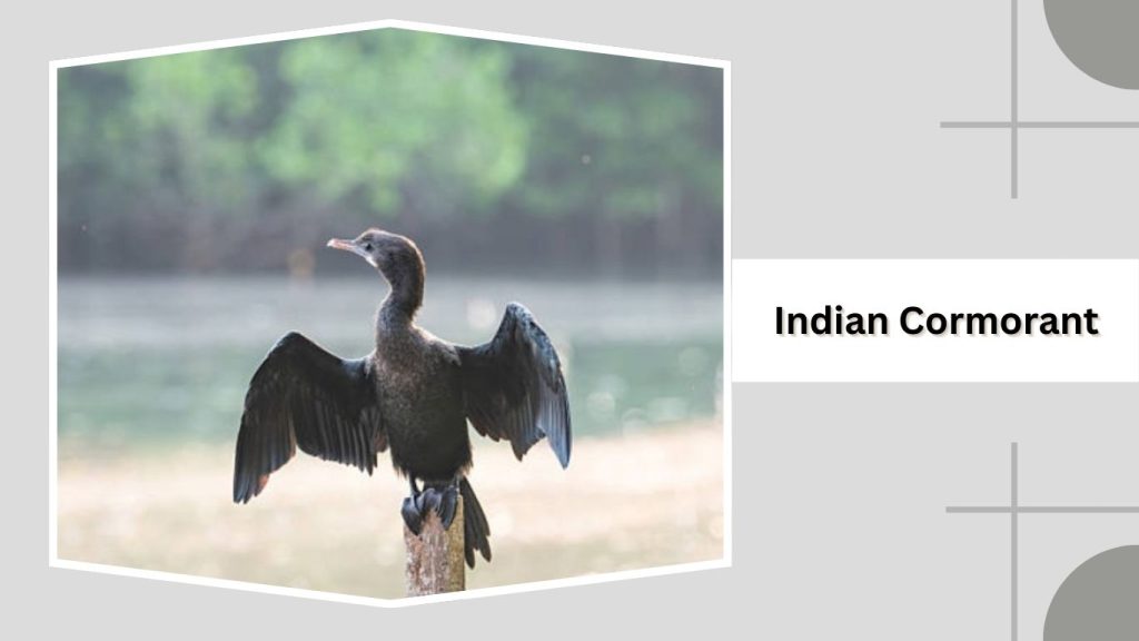  Indian Cormorant