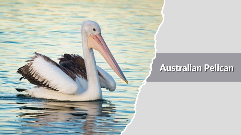 Australian Pelican
