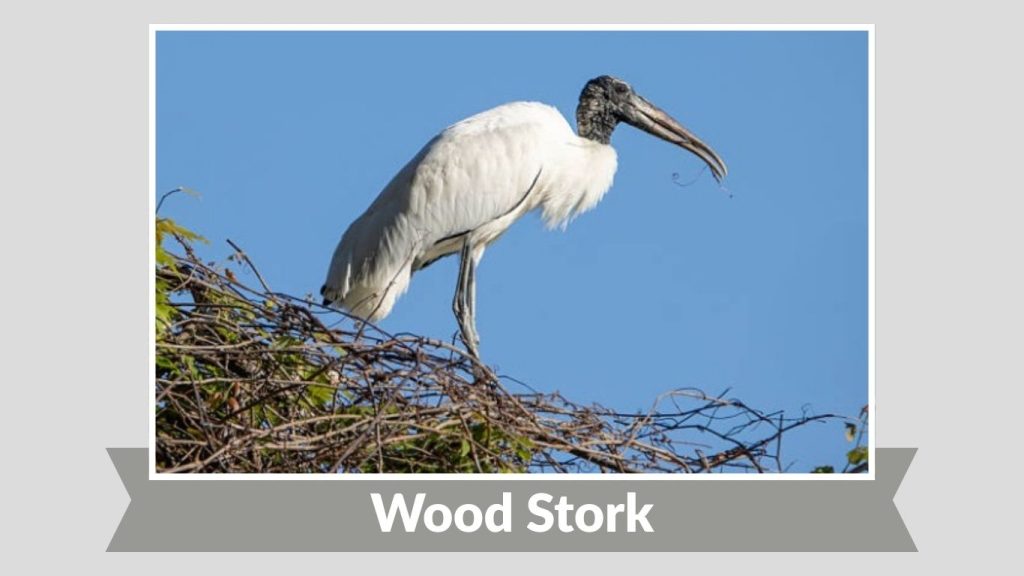 Wood Stork