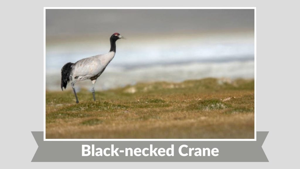 Black-necked Crane
